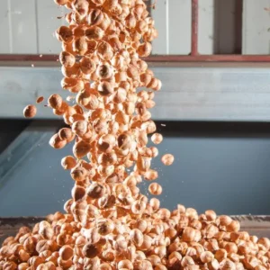 Hazelnuts pouring onto a food processing line